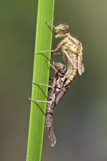 Exuviae: Large Red Damselfly