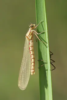 Exuviae: Large Red Damselfly