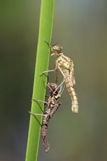 Exuviae: Large Red Damselfly