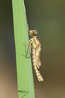 Exuviae: Large Red Damselfly