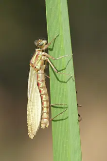 Exuviae: Large Red Damselfly