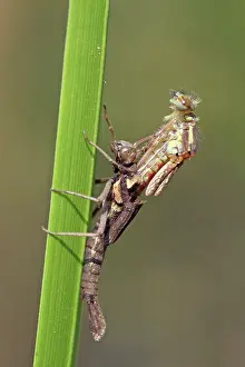 Exuviae: Large Red Damselfly