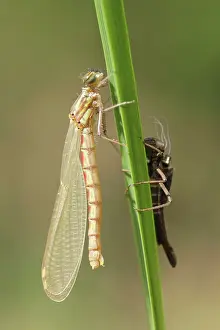 Exuviae: Large Red Damselfly