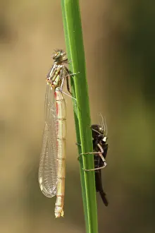 Exuviae: Large Red Damselfly