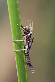 Exuviae: Large Red Damselfly