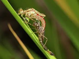 Exuviae: Large Red Damselfly