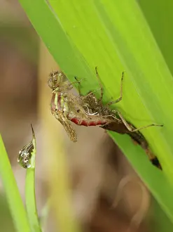 Exuviae: Large Red Damselfly