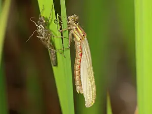 Exuviae: Large Red Damselfly