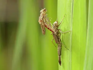 Exuviae: Large Red Damselfly