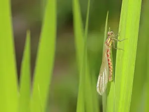 Emerge: Large Red Damselfly