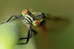 Compound: Large Red Damselfly