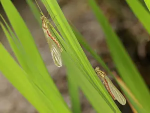 Emerge: Large Red Damselfly