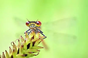 Damselfly: Large Red Damselfly