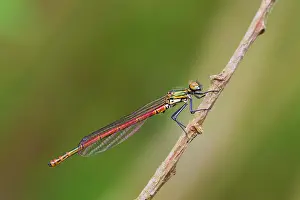 Nymphula: Large Red Damselfly Cornwall, UK (Pyrrhosoma nymphula)
