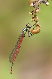 Nymphula: Large Red Damselfly Cornwall, UK (Pyrrhosoma nymphula)