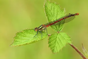 Nymphula: Large Red Damselfly - still in early stages and