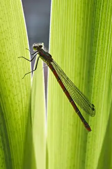 Iris: Large Red Damselfly on Iris leaf - Norfolk UK