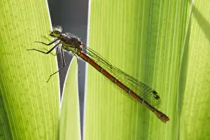 Iris: Large Red Damselfly on Iris leaf - Norfolk UK