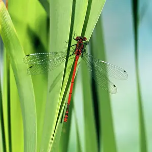 Nymphula: Large Red Damselfly - male