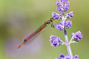 Nymphula: Large Red Damselfly - male