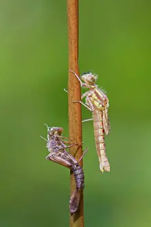 Nymphula: Large Red Damselfly - newly emerged from nymphal