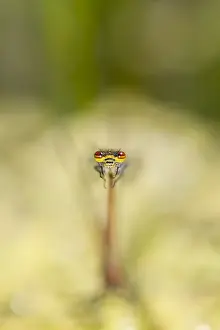 Abstracts: Large Red Damselfly - Norfolk UK