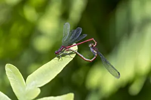 120219: Large Red Damselfly - Pair Mating - Cambridgeshire - UK