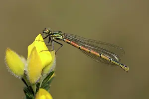 Gorse: Large Red Damselfly (Pyrrhosoma nymphula)