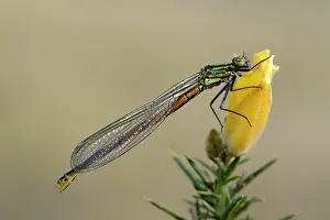 Gorse: Large Red Damselfly (Pyrrhosoma nymphula)