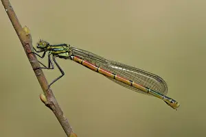 Nymphula: Large Red Damselfly (Pyrrhosoma nymphula)