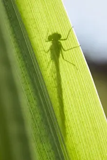 Iris: Large Red Damselfly shadow on Iris leaf - Norfolk