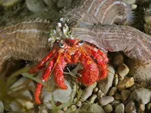 Hermit: Large red hermit crab (Dardanus Calidus), underwater
