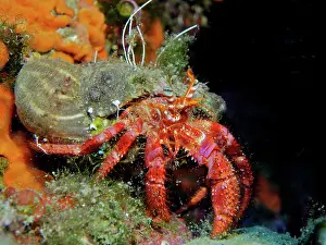 Hermit: Large red hermit crab (Dardanus calidus). Dive
