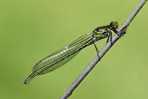 Coenagrionidae: Large Redeye
