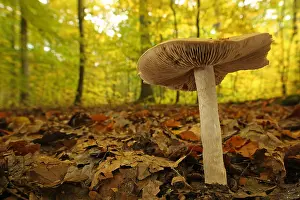 Higher: Large rettichfclbling (Hebeloma sinapizans), For