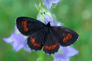 Ringlet: Large Ringlet