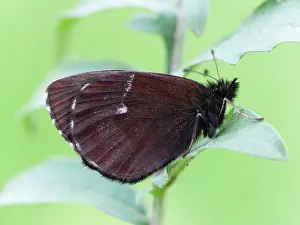 Ringlet: Large Ringlet