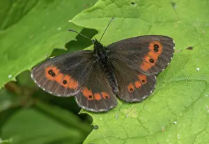Bob Gibbons: Large Ringlet, Erebia euryale basking in the Italian Alps