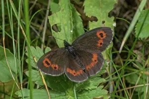 Bob Gibbons: Large Ringlet, Erebia euryale basking in the Italian Alps
