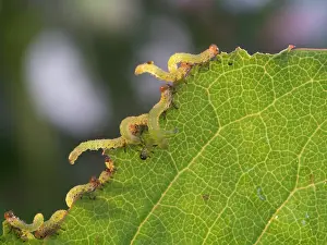 Arge: Large Rose Saw Fly larvae feeding on rose leaf