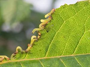 Arge: Large Rose Saw Fly larvae feeding on rose leaf