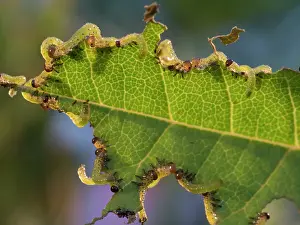 Arge: Large Rose Saw Fly larvae feeding on rose leaf