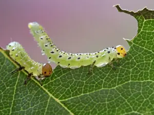 Arge: Large Rose Saw Fly larvae feeding on rose leaf