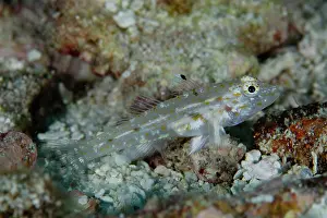 Goby: Large Sandgoby