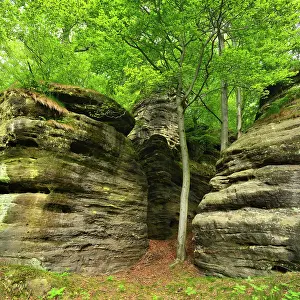 Schandau: Large sandstone rocks in the beech forest, Elbe
