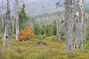 Snag: A large scale bark beetle infestation caused a lot