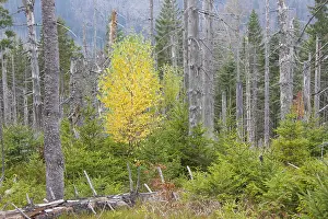 200617: A large scale bark beetle infestation caused a lot