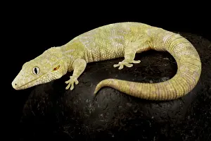 Backgrounds: Large-scaled chameleon gecko (Eurydactylodes sym
