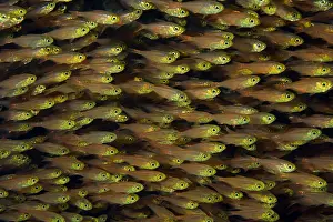 Sweeper: Large school of Glassfish (Parapriacanthus ransonneti)