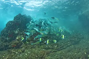 Stuart: Large school of Juvenile Parrotfish (Scarus